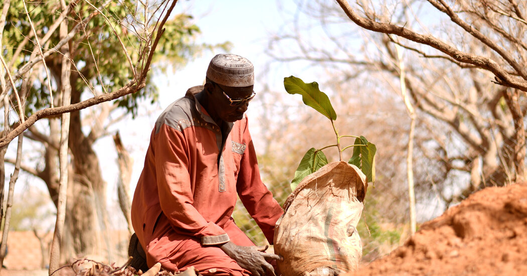 Yacouba Sawadogo, African Farmer Who Held Back the Desert, Dies at 77